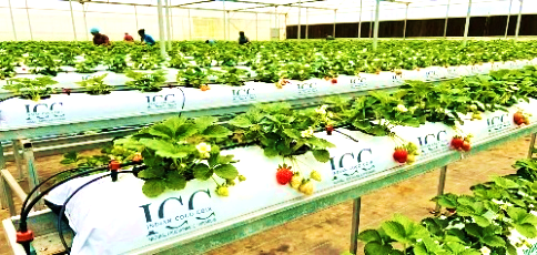 Coco peat grow bags