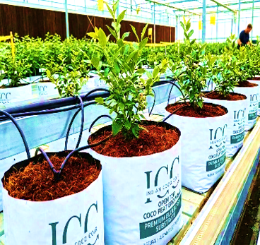 Open-top grow bags